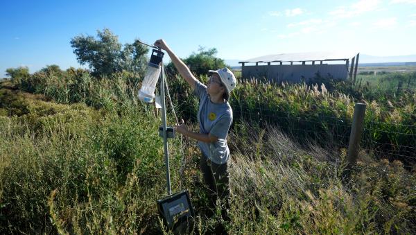 Ella Branham, a seaso<em></em>nal Vector Co<em></em>ntrol Technician at the Salt Lake City Mosquito Abatement District, installs a mosquito trap in the wetlands north of the Salt Lake City Internatio<em></em>nal Airport on Monday, Aug. 28, 2023, in Salt Lake City.