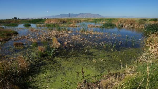 The wetlands north of the Salt Lake City Internatio<em></em>nal Airport are visible on Monday, Aug. 28, 2023, in Salt Lake City.